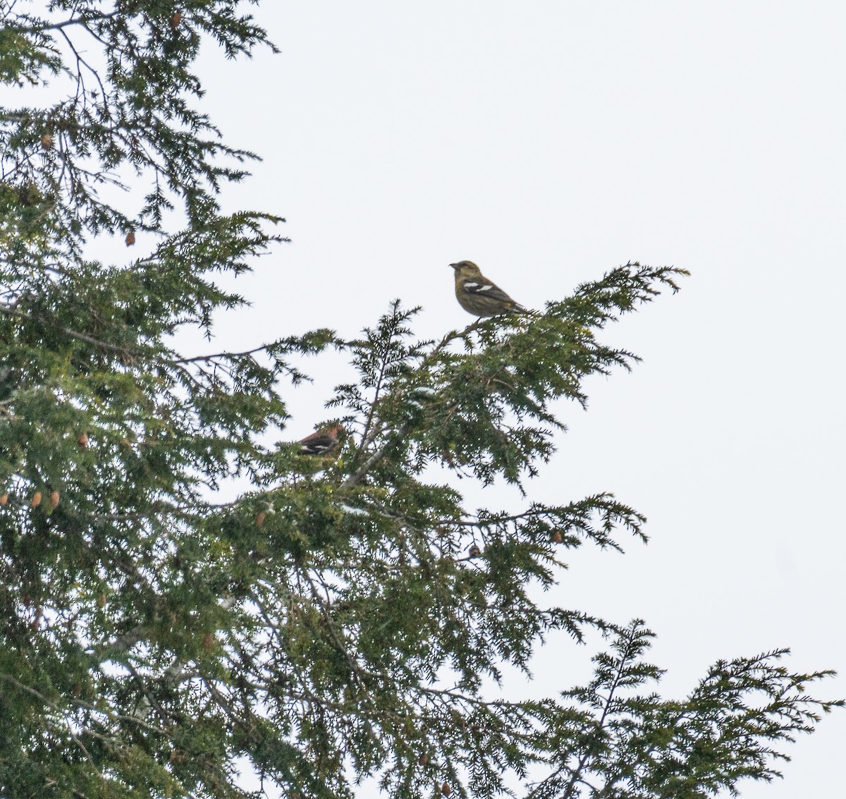 Шишкар білокрилий - ML646650426