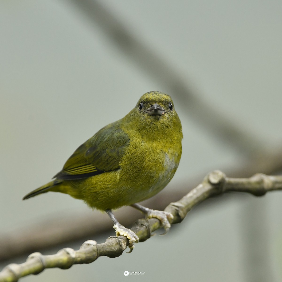 Bronze-green Euphonia - ML646650427