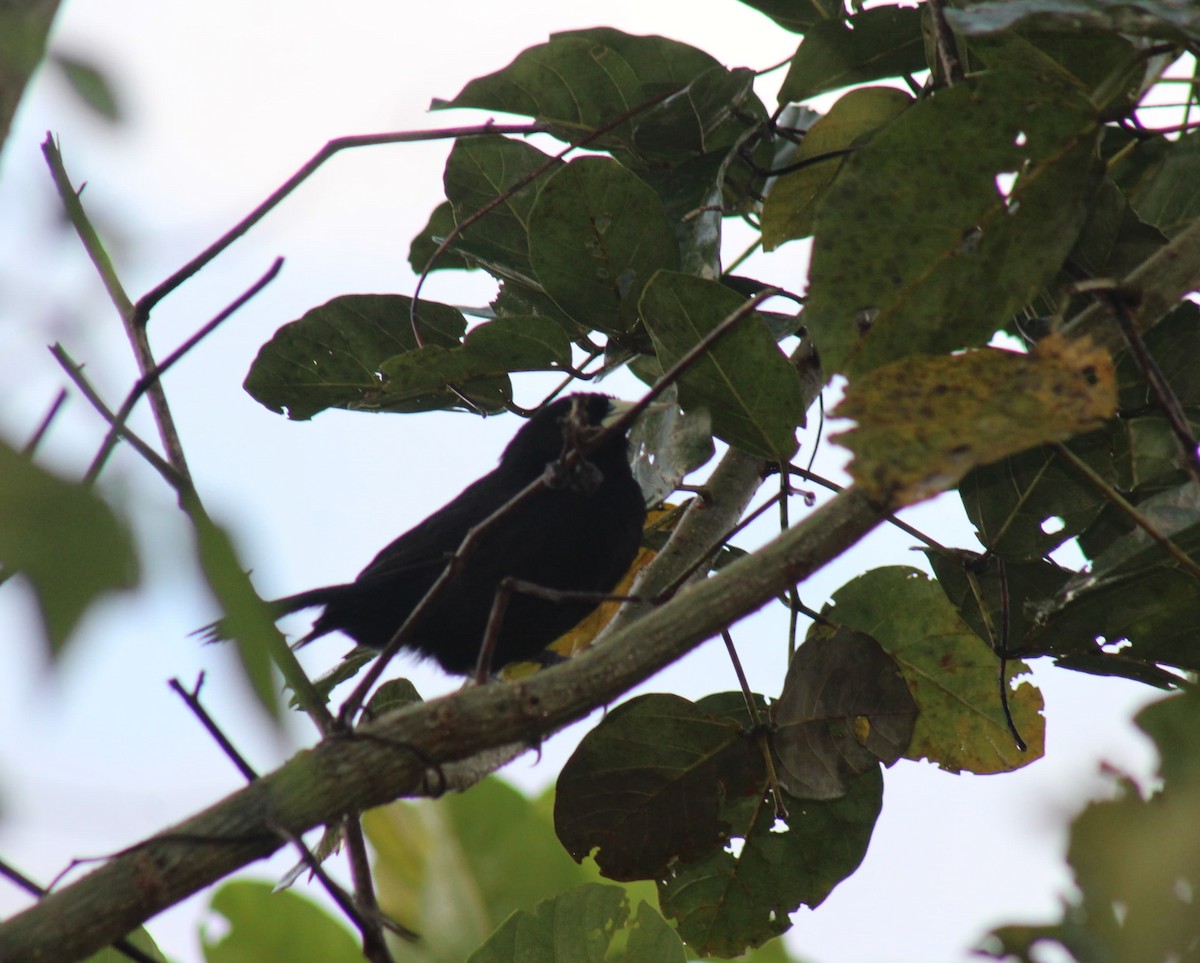 Yellow-billed Cacique - ML646650429