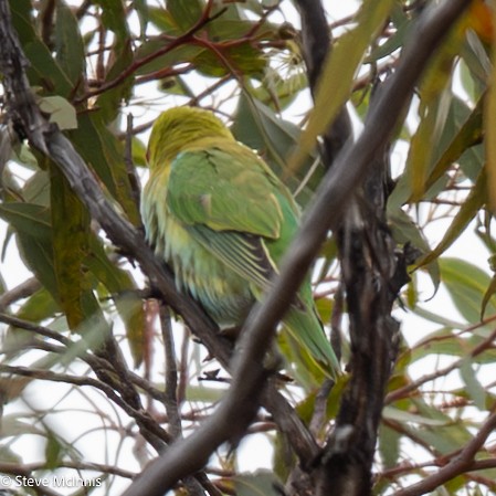 Purple-crowned Lorikeet - ML646650430