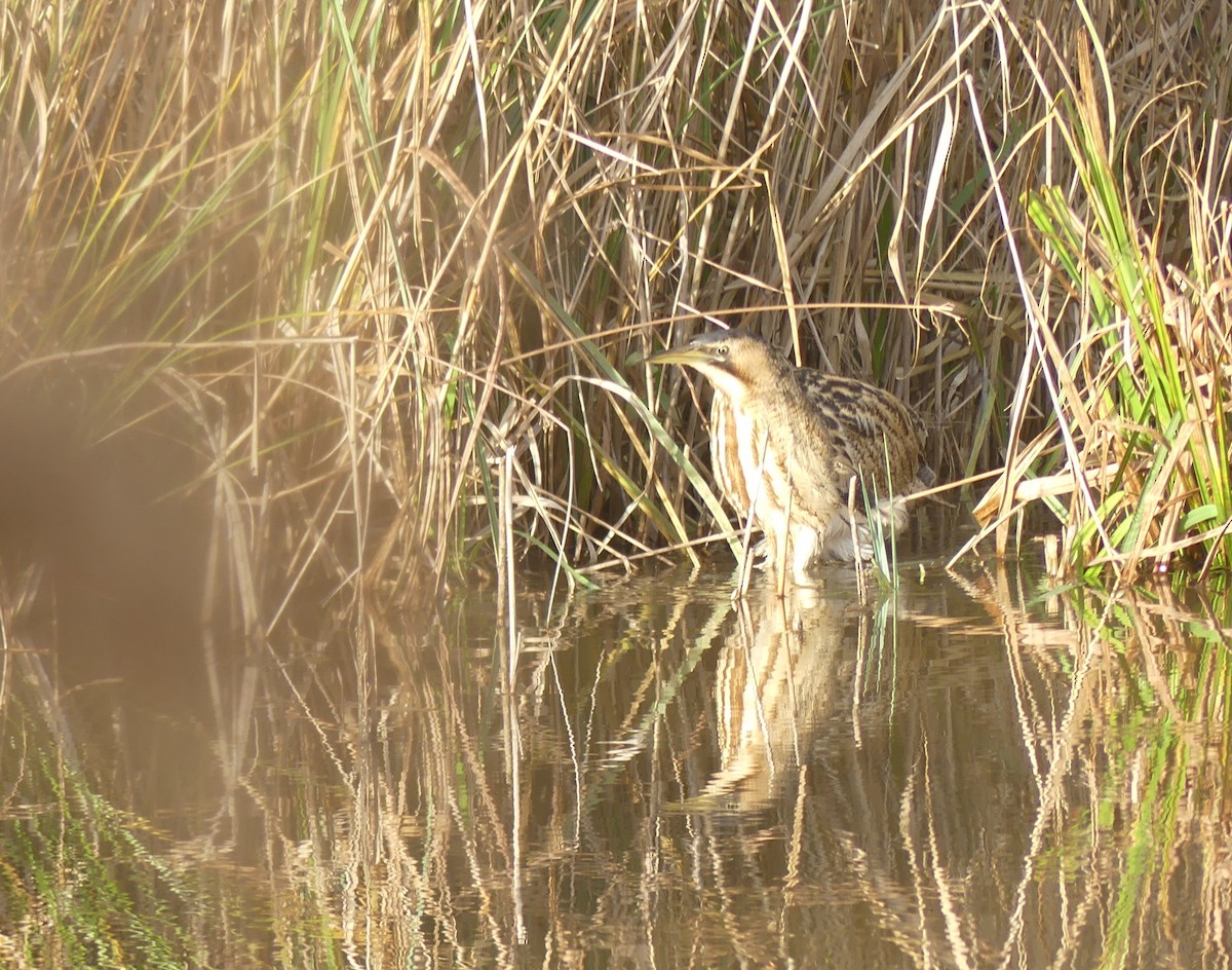 Eurasian Bittern - ML646650431