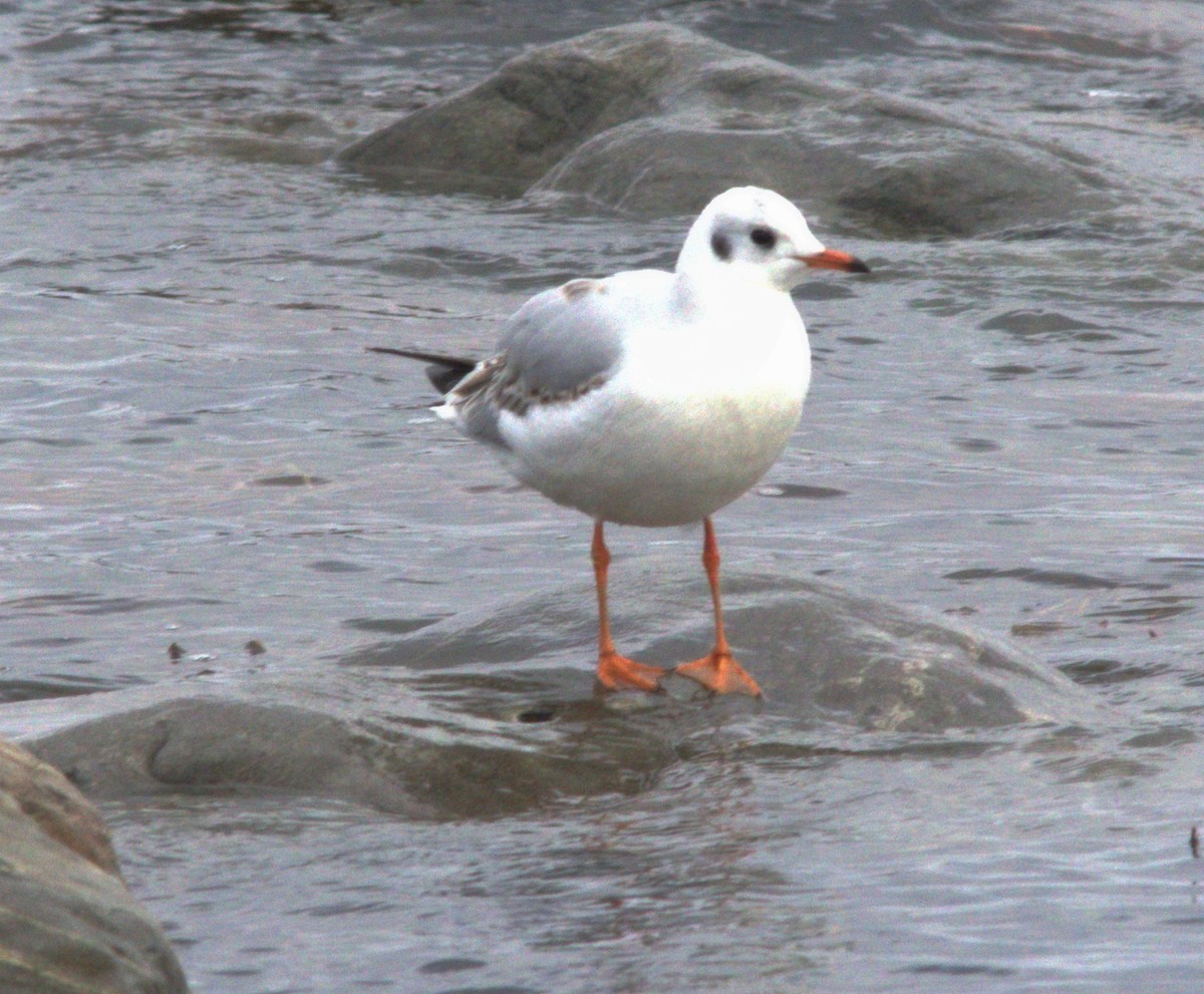 Black-headed Gull - ML646650432