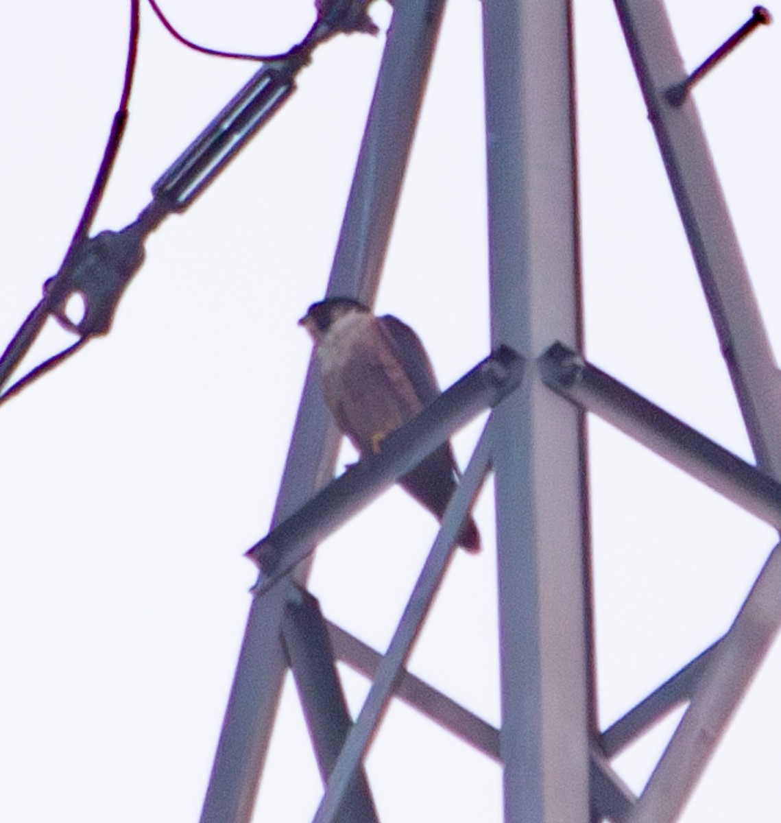 Peregrine Falcon - ML646650434