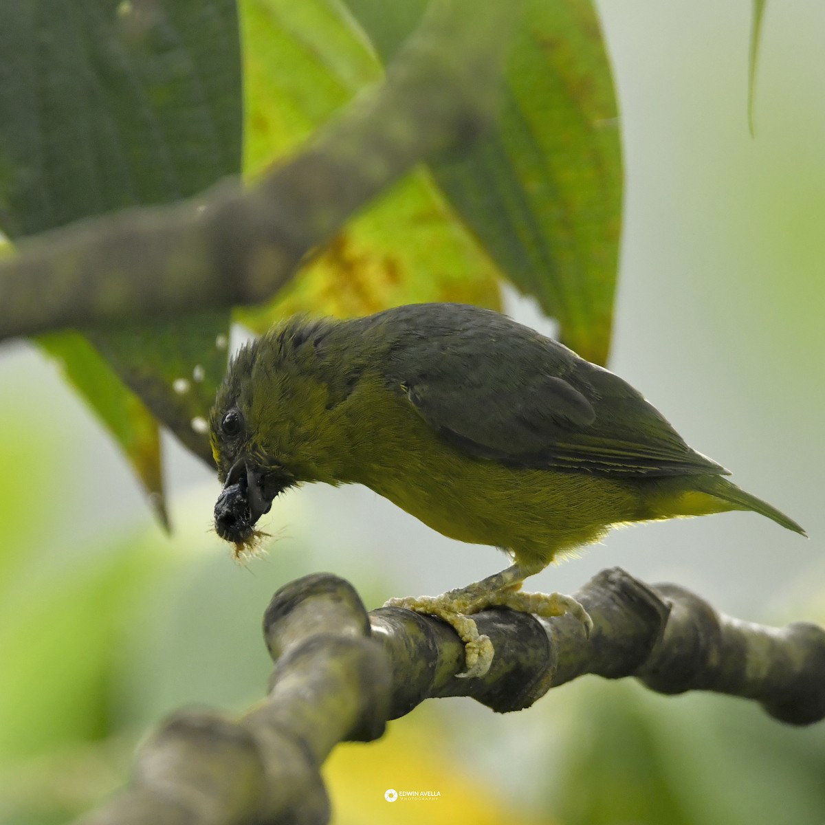 Bronze-green Euphonia - ML646650435