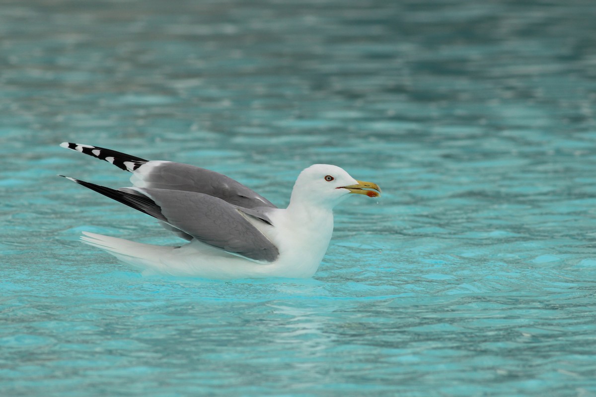 Yellow-legged Gull - ML646650436