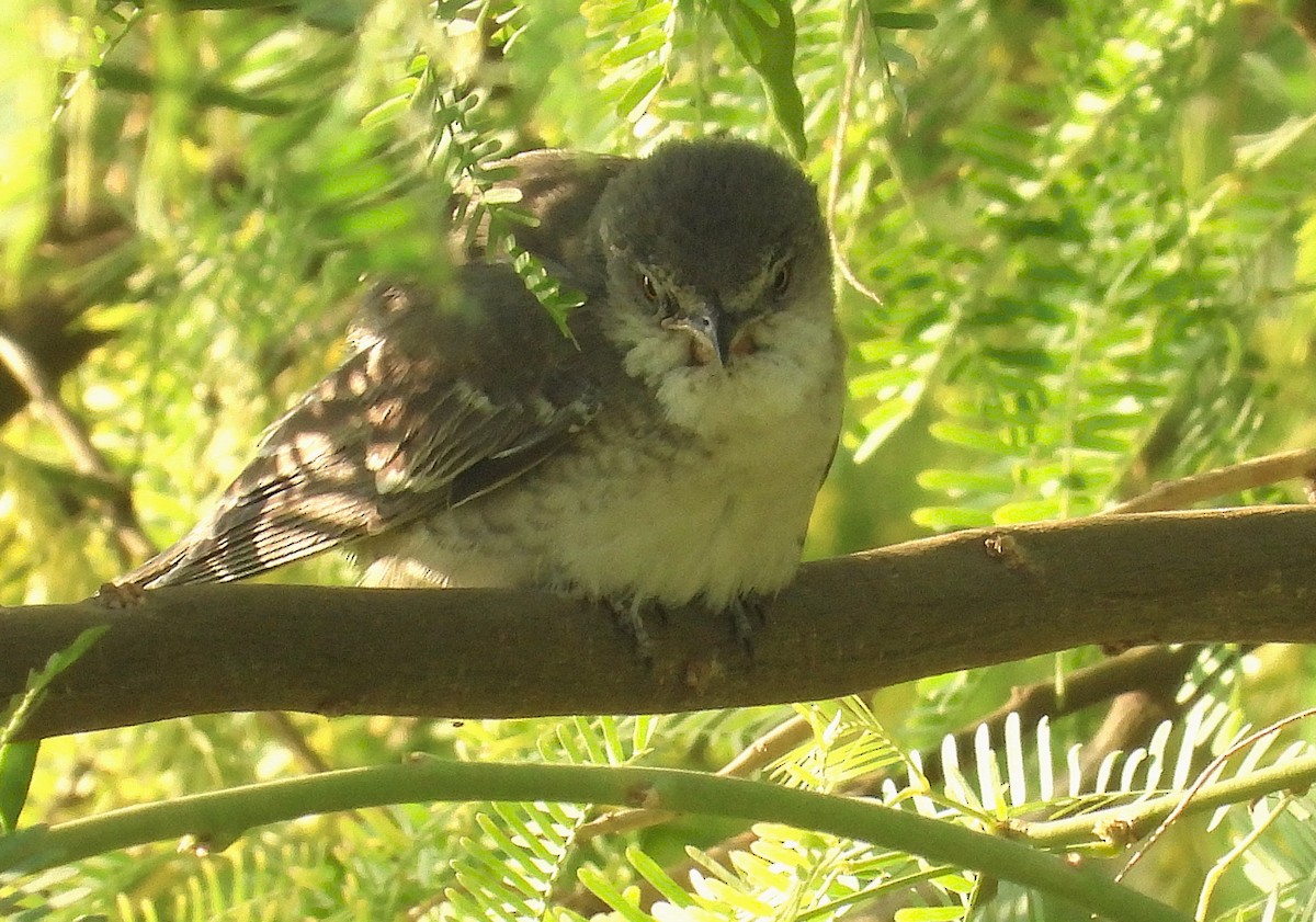 Barred Warbler - ML646650437