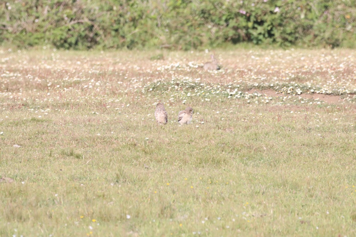 Burrowing Owl - ML646650439