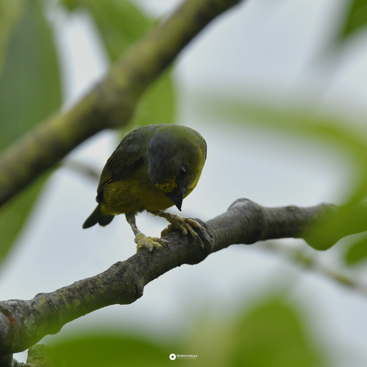 Bronze-green Euphonia - ML646650440