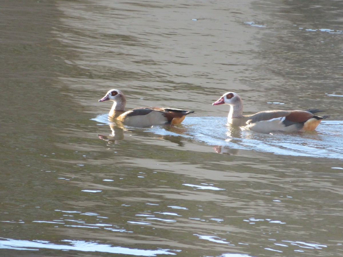 Egyptian Goose - ML646650441