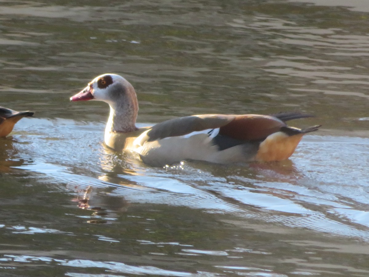 Egyptian Goose - ML646650442