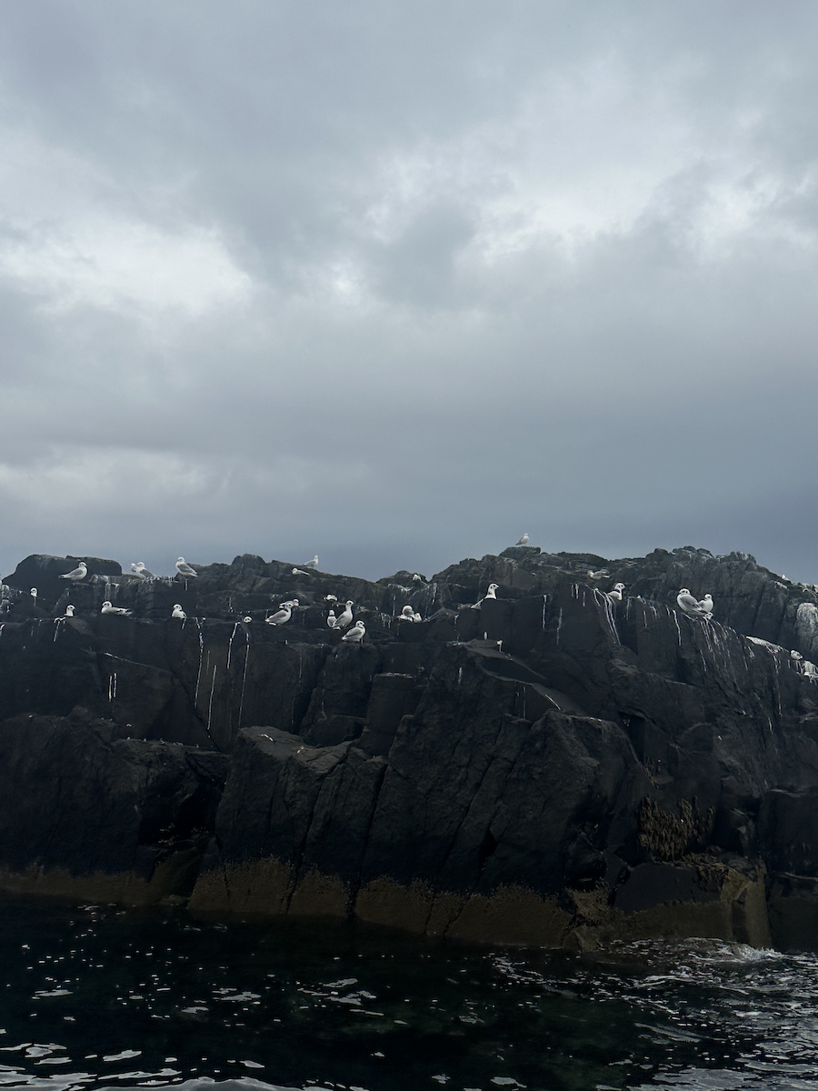 Black-legged Kittiwake - ML646650443