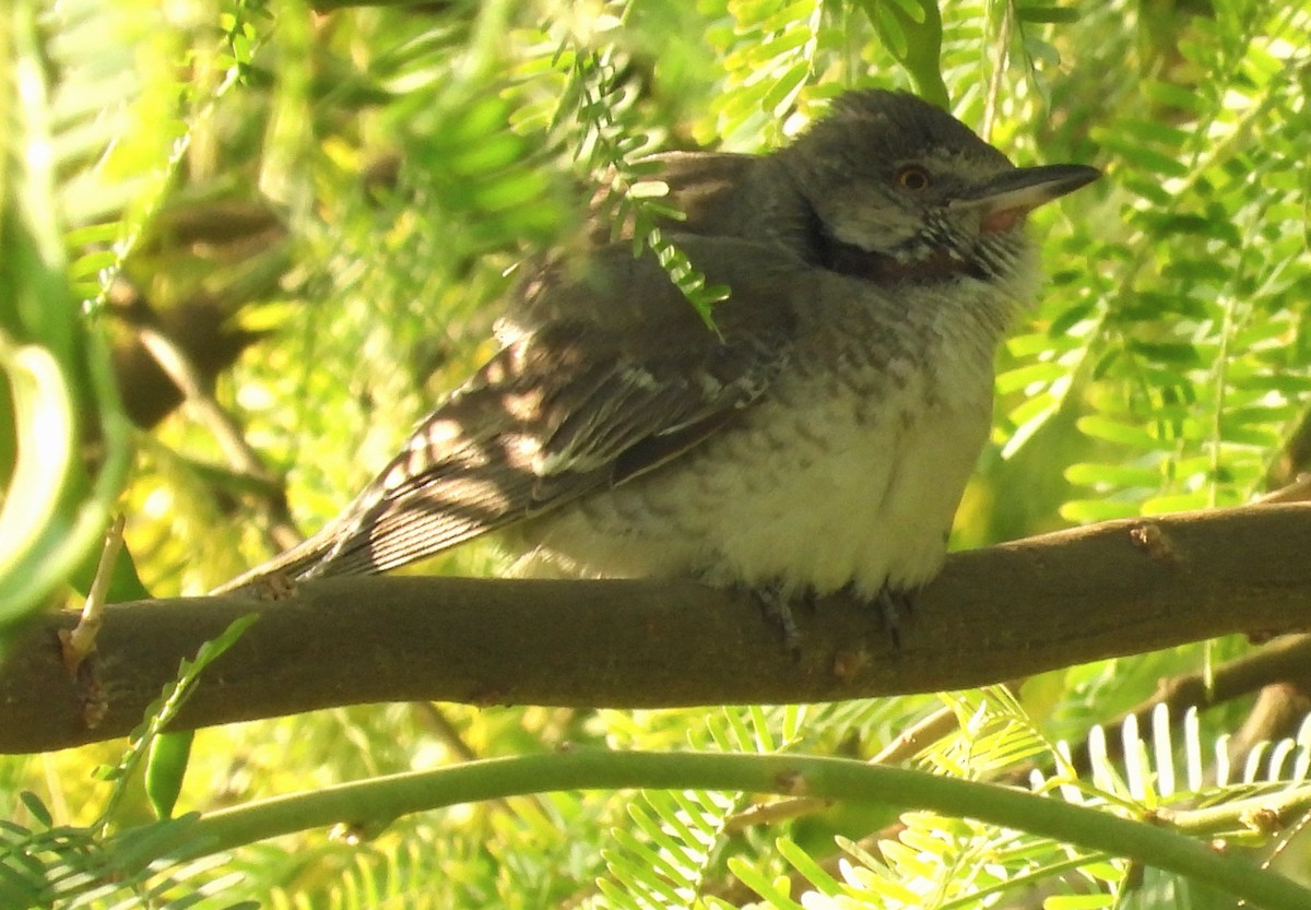 Barred Warbler - ML646650444