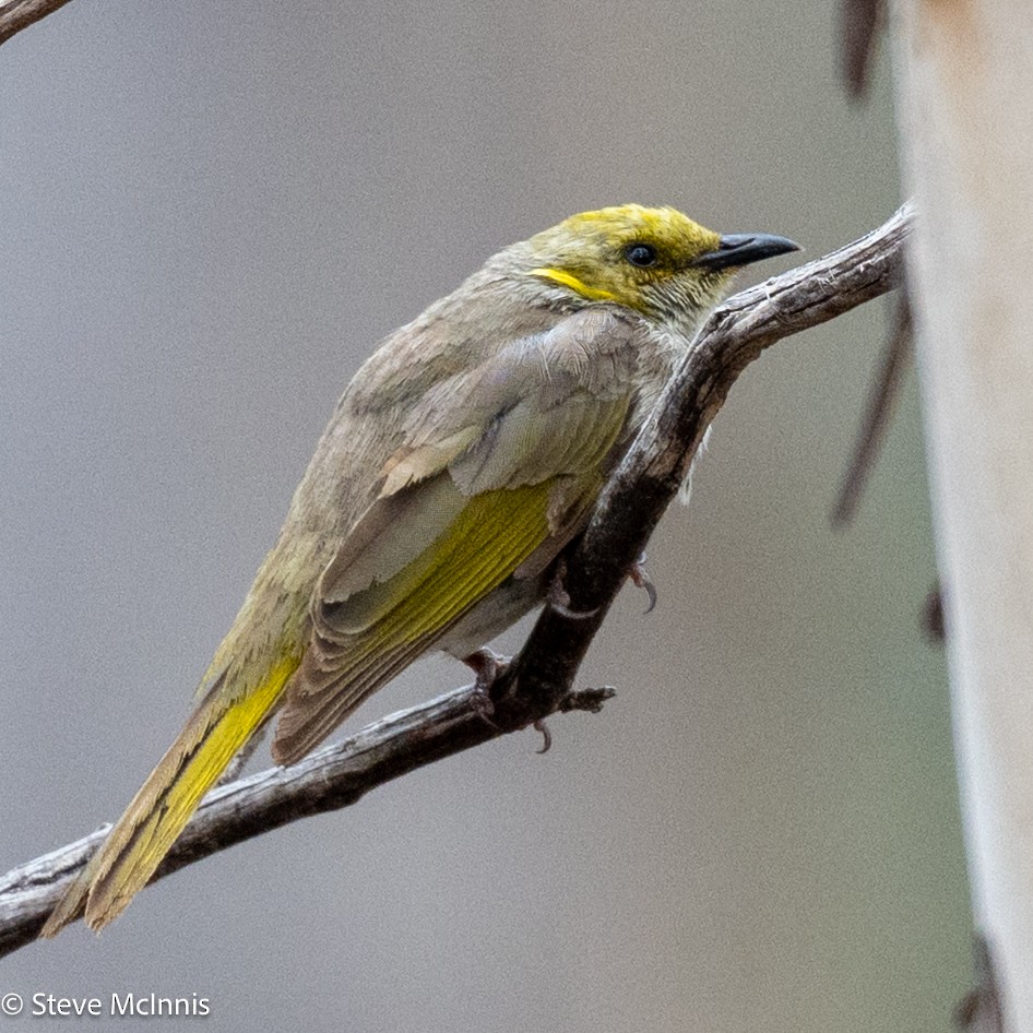 Yellow-plumed Honeyeater - ML646650445