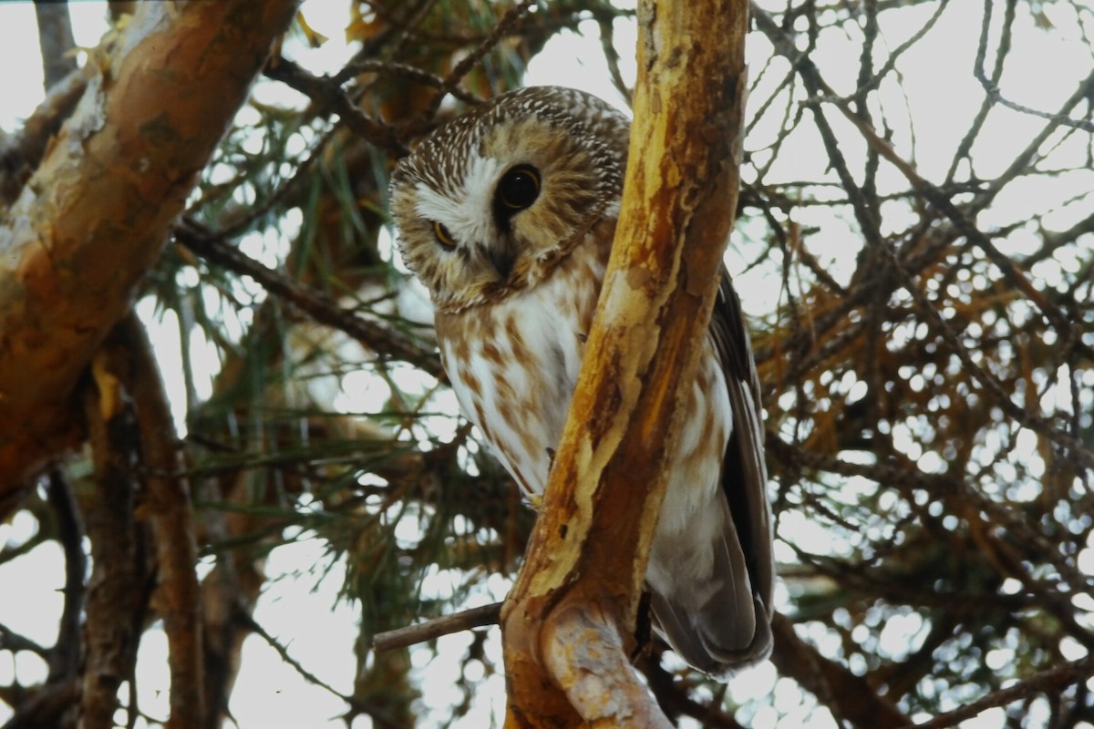 sýc americký - ML646650446