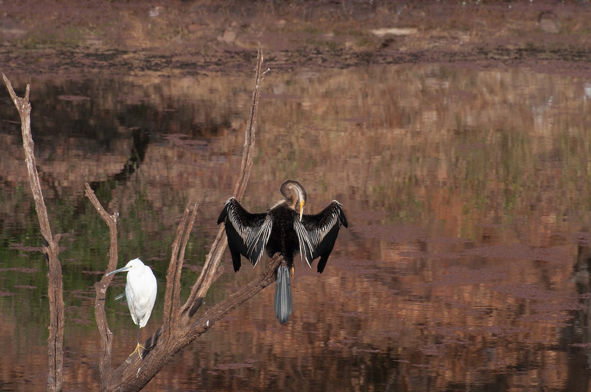 orientslangehals - ML646650447