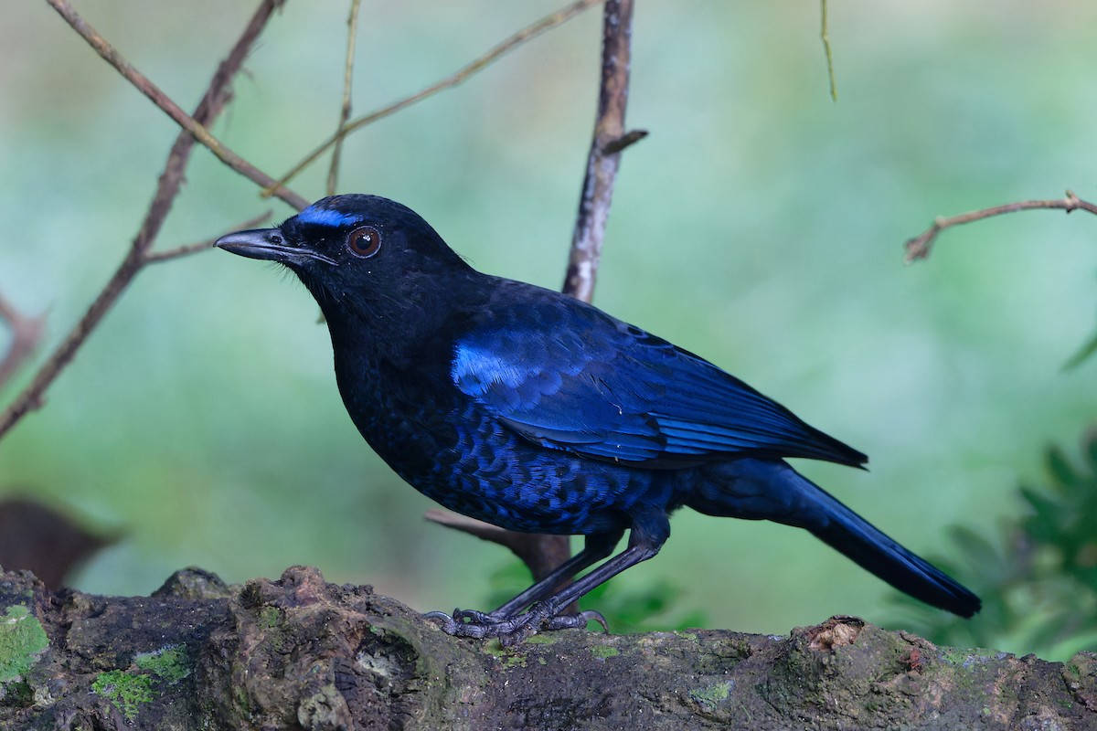 Arrenga de Malabar - ML646650448