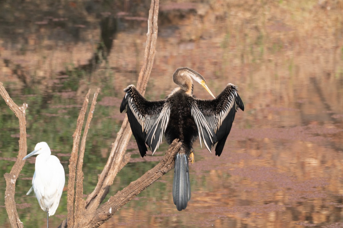 orientslangehals - ML646650449