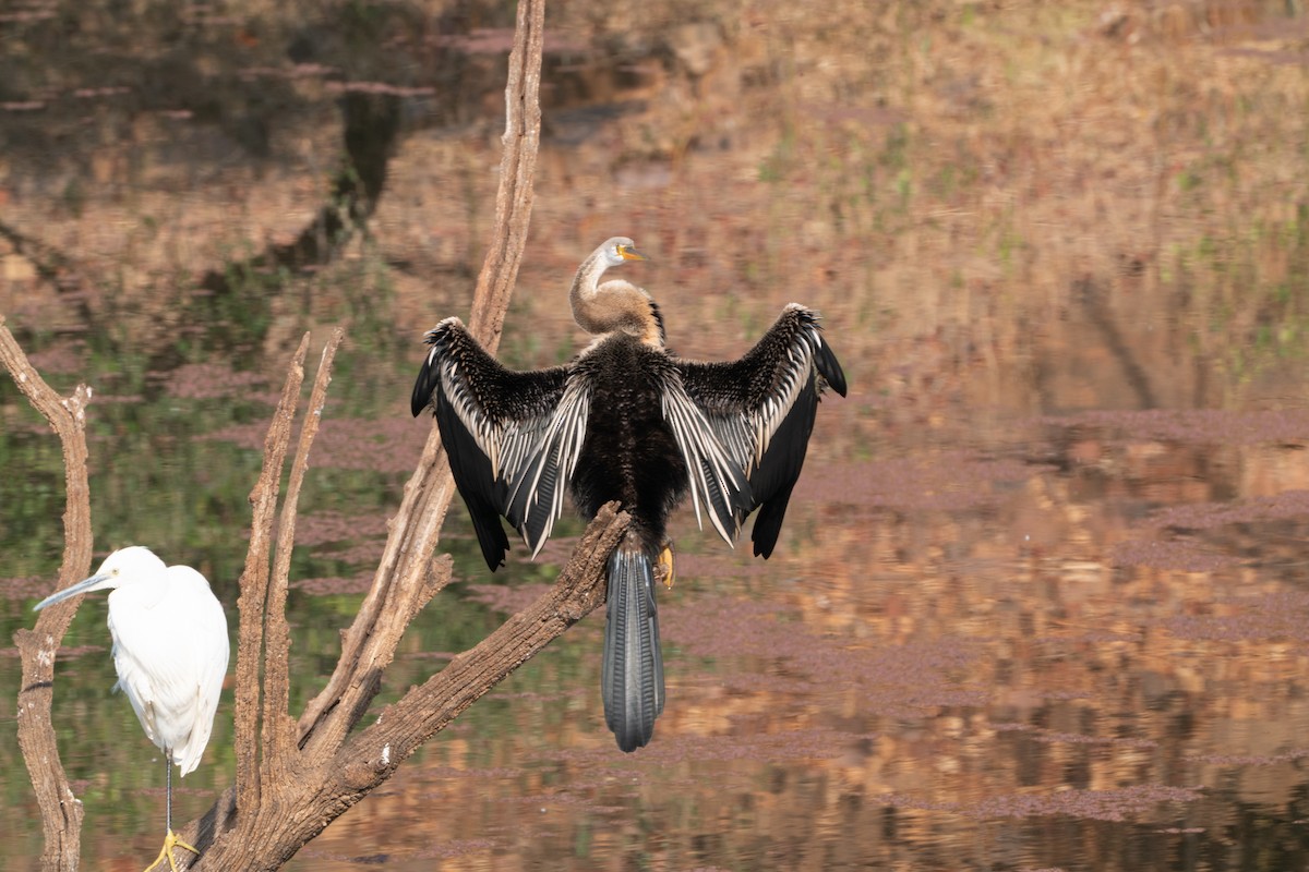 orientslangehals - ML646650450