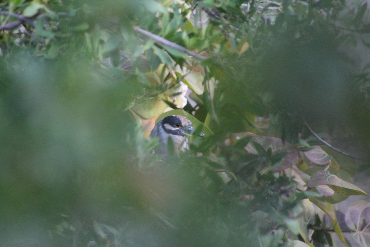 Yellow-crowned Night Heron - ML646650451