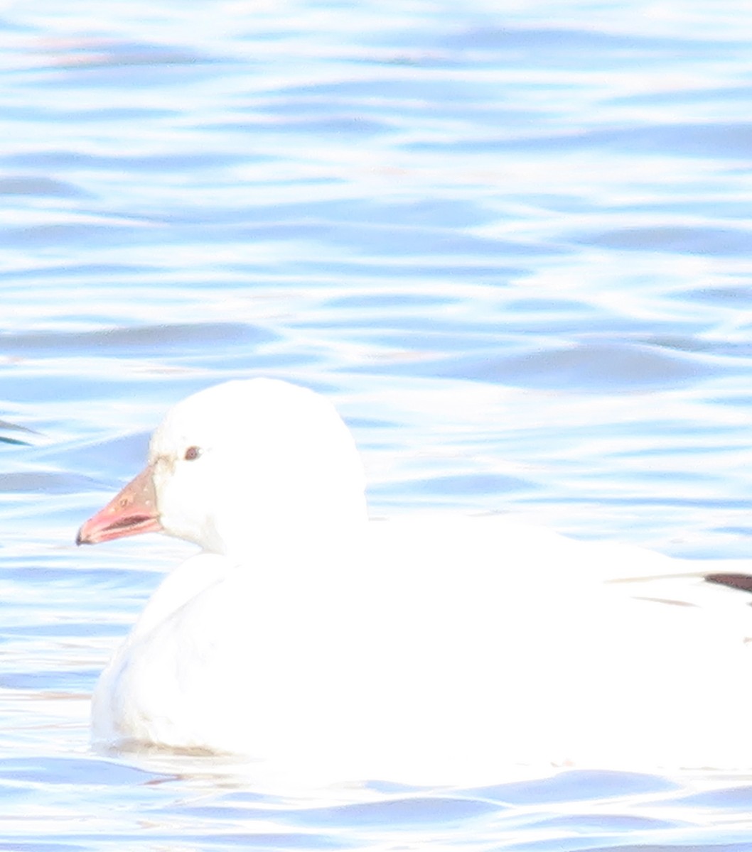 Ánsar Nival/de Ross - ML646650452