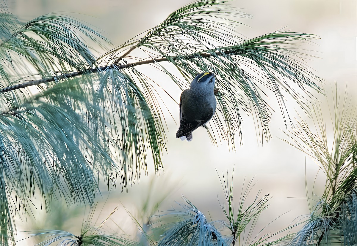 Golden-crowned Kinglet - ML646650453