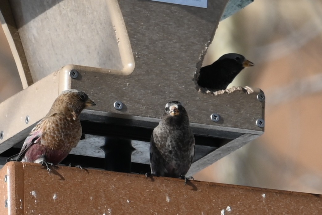 pěnkavice coloradská - ML646650454