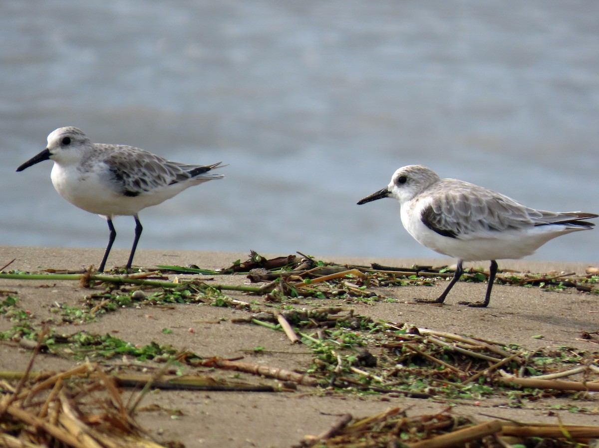 Sanderling - ML646650455
