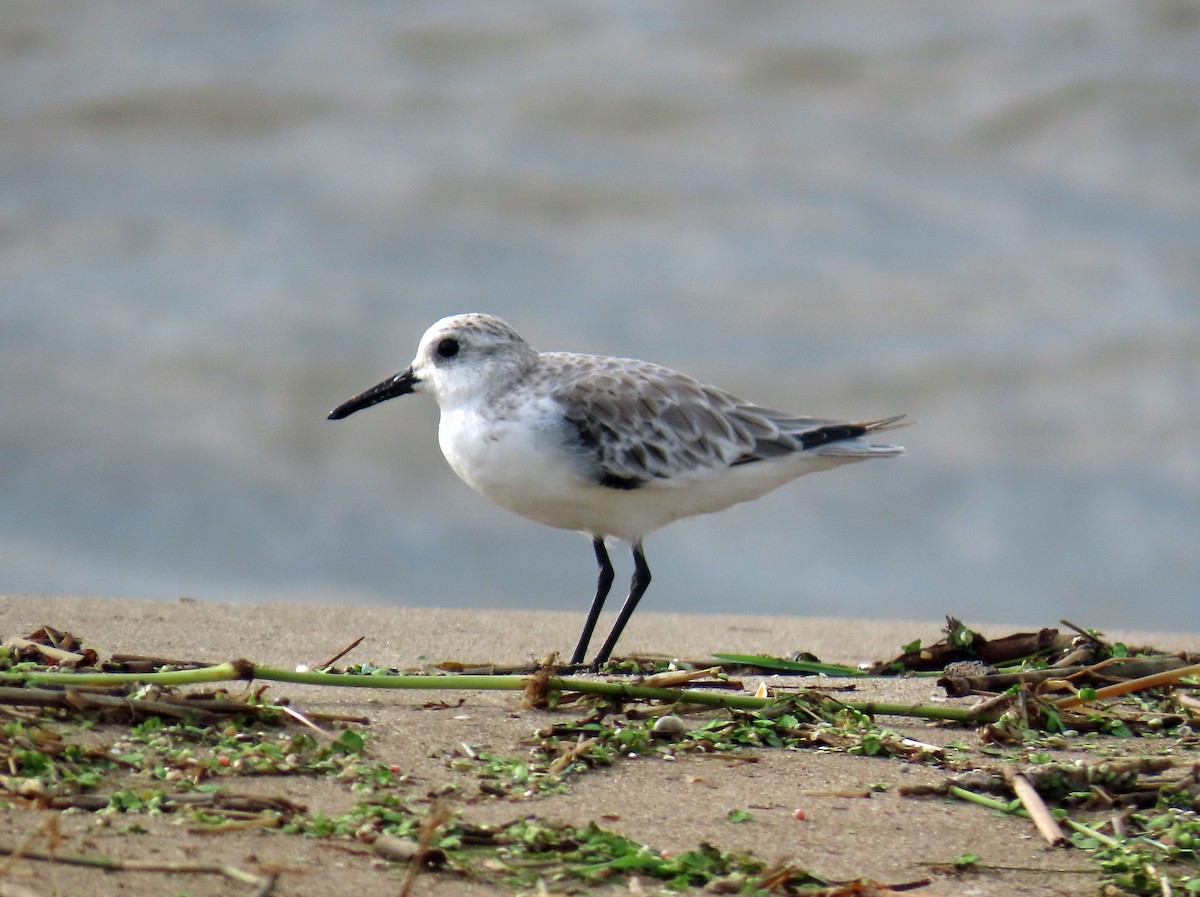 Sanderling - ML646650456