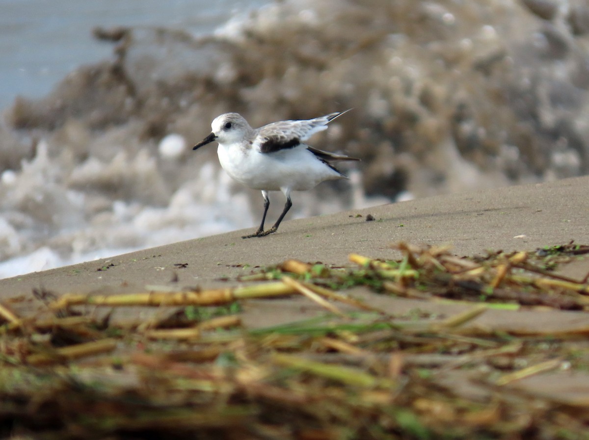 Sanderling - ML646650457