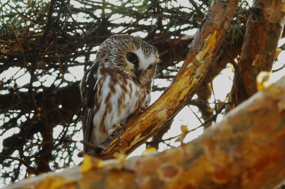 sýc americký - ML646650458