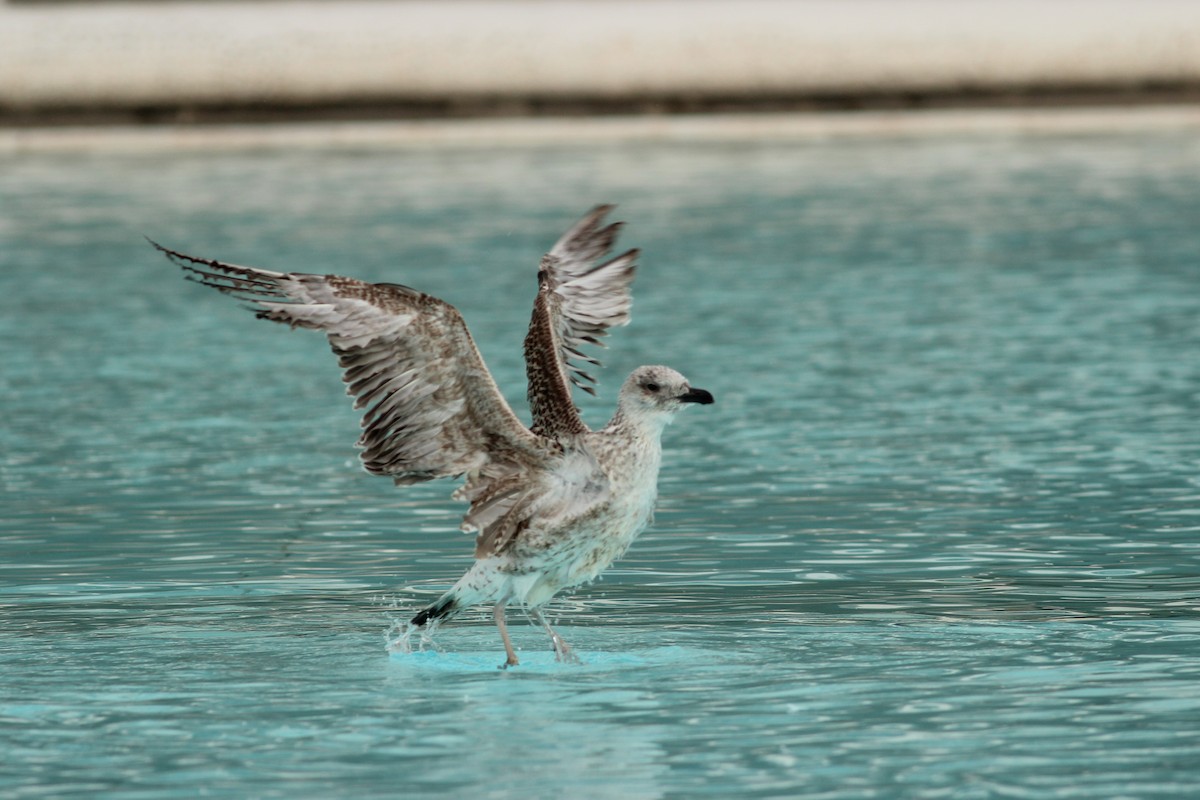 Yellow-legged Gull - ML646650459