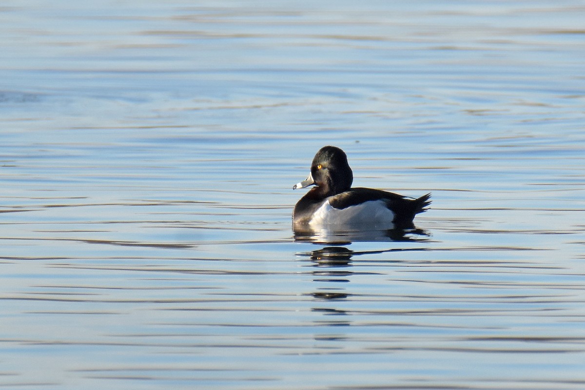 Ring-necked Duck - ML646650460