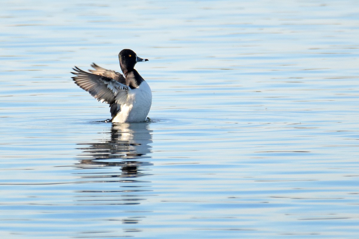 Ring-necked Duck - ML646650461