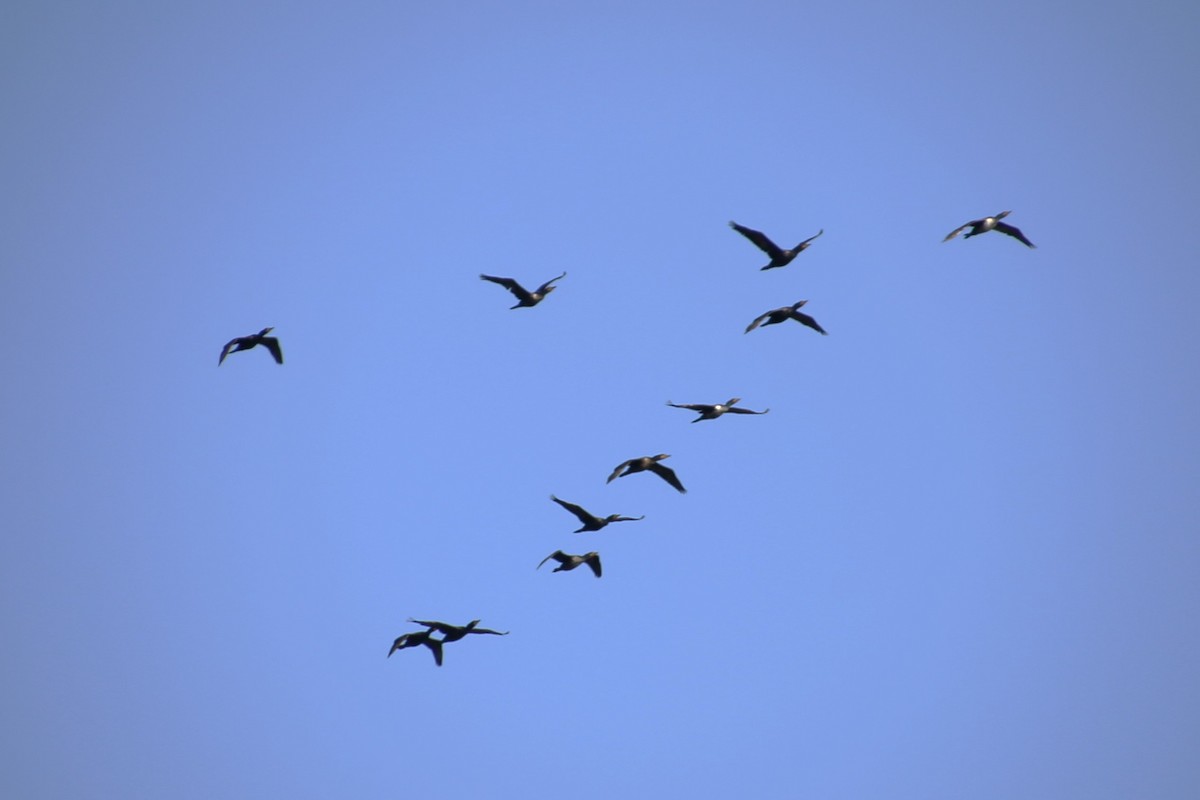 Double-crested Cormorant - ML646650463