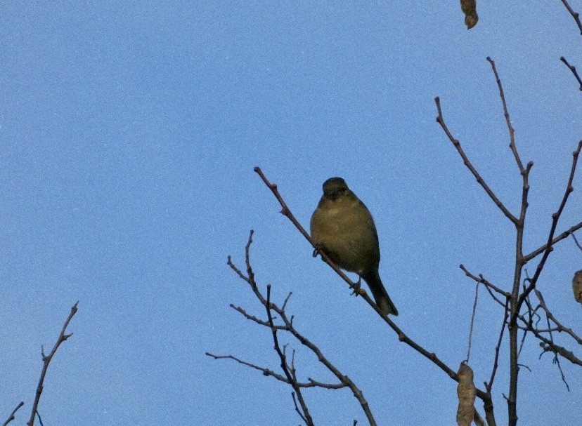 Common Chaffinch - ML646650468