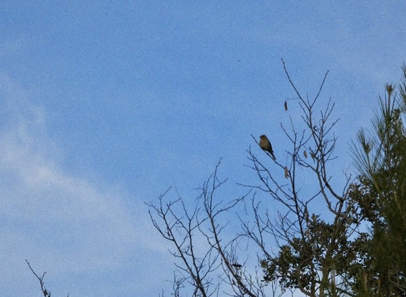 Common Chaffinch - ML646650469