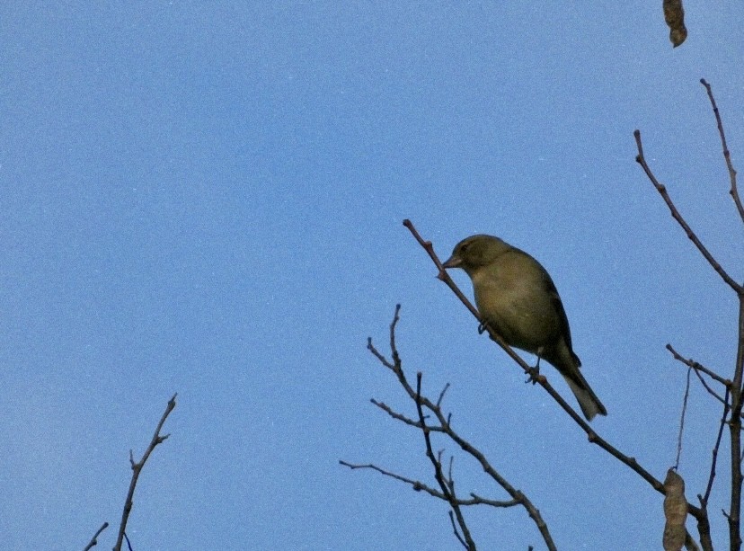 Common Chaffinch - ML646650470