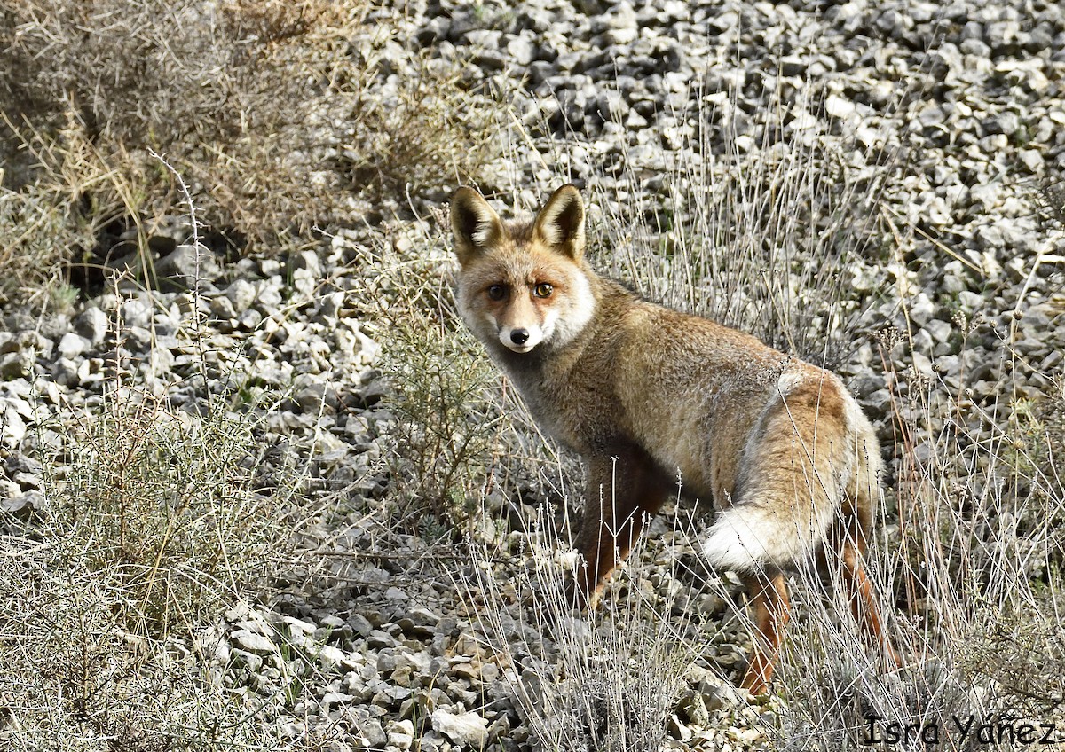 Red Fox - ML646650471