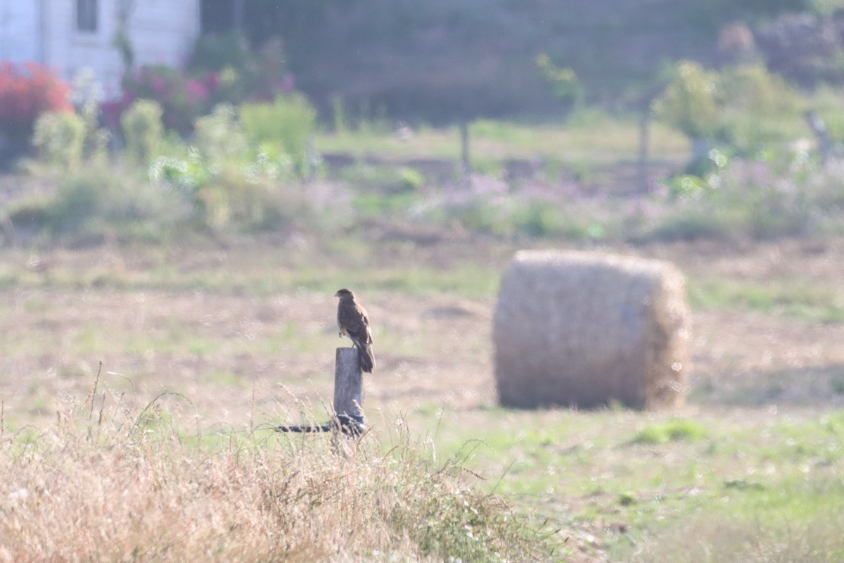 Chimango Caracara - ML646650478