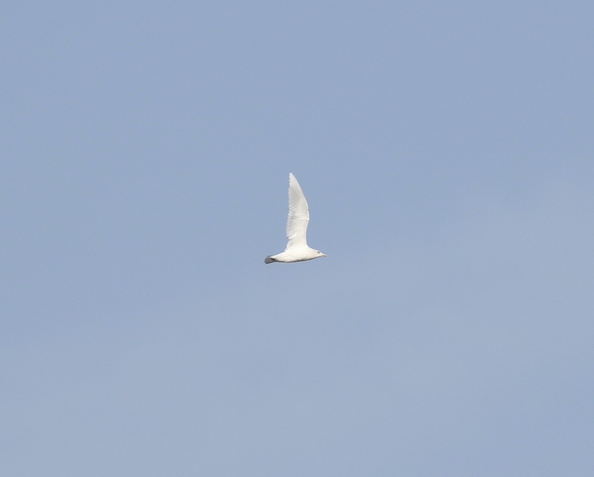 Grönland Martısı - ML646650482