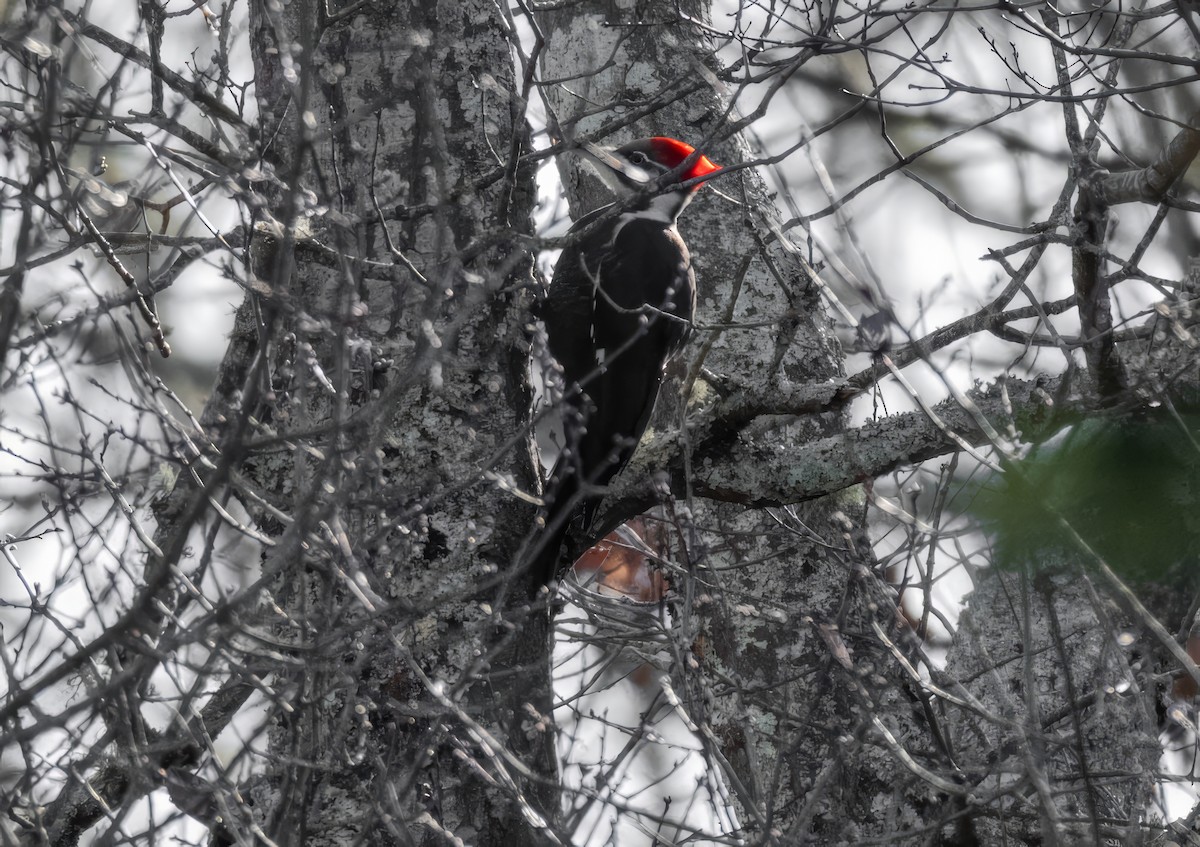 Pileated Woodpecker - ML646650483
