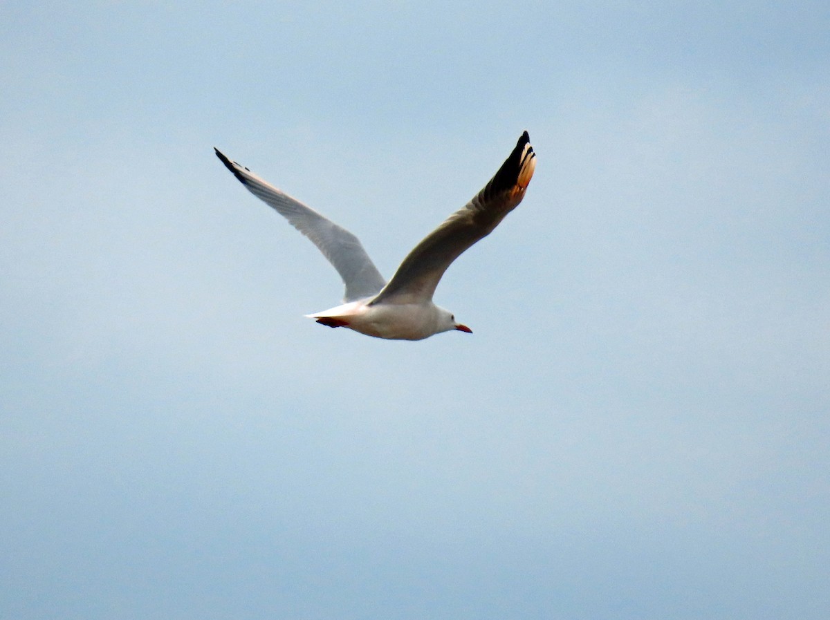 Slender-billed Gull - ML646650484