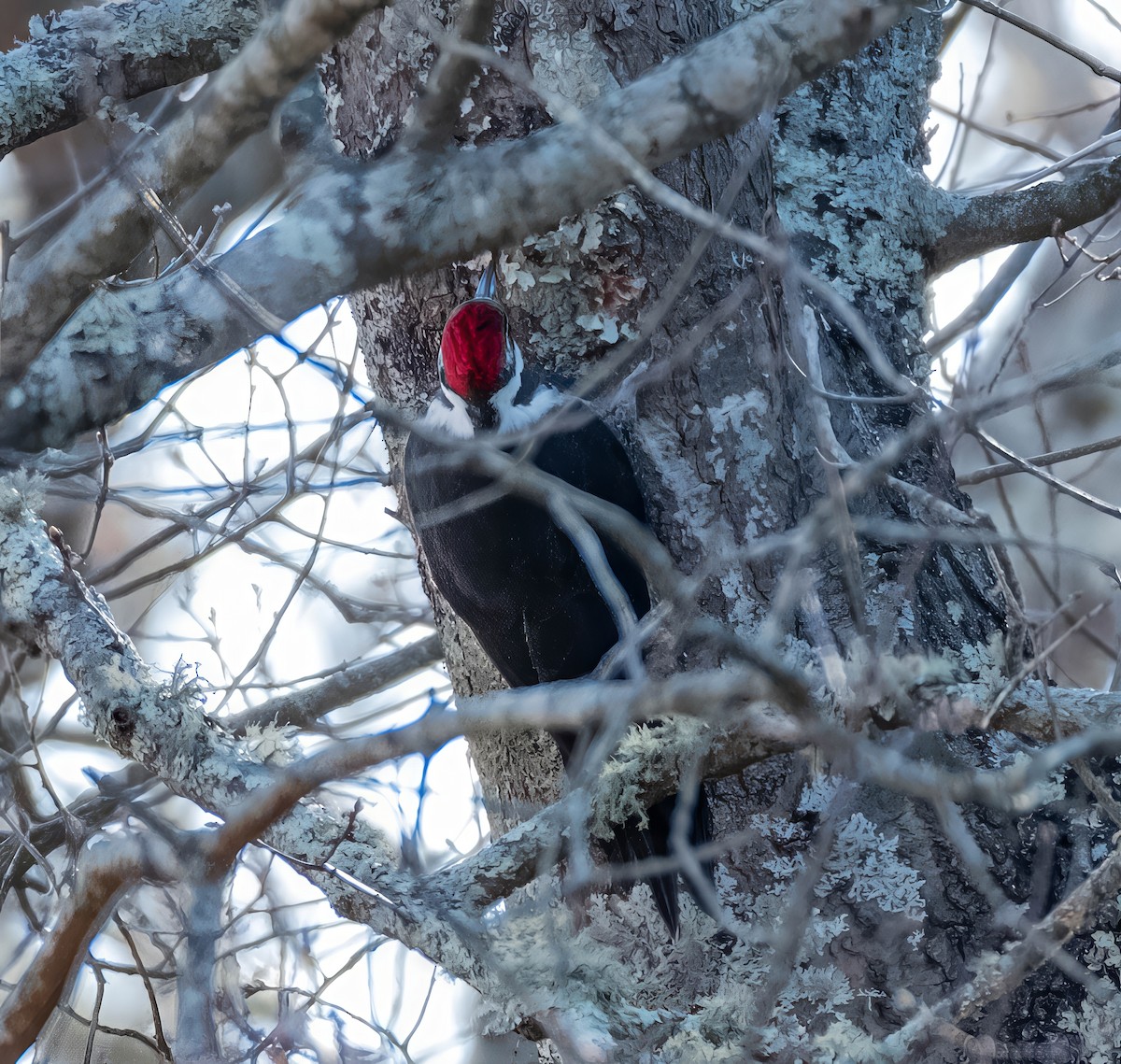Pileated Woodpecker - ML646650485