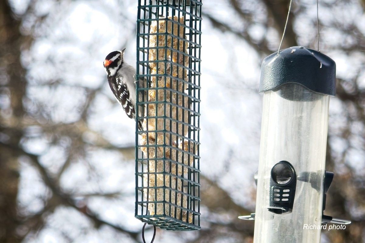 セジロコゲラ - ML646650486