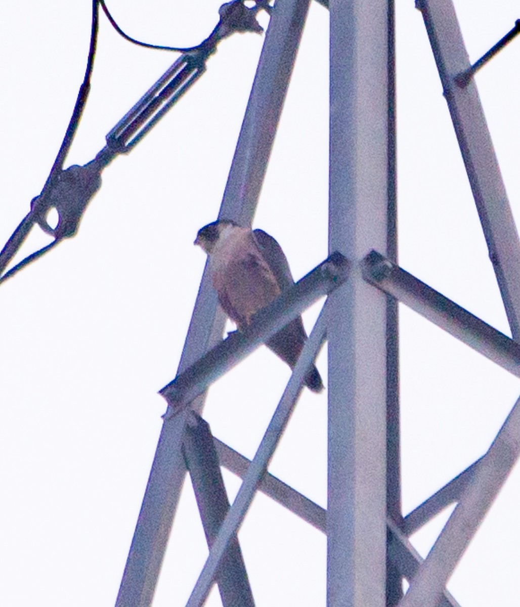 Peregrine Falcon - ML646650489