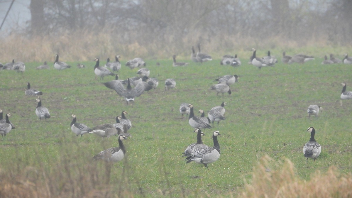 Barnacle Goose - ML646650491