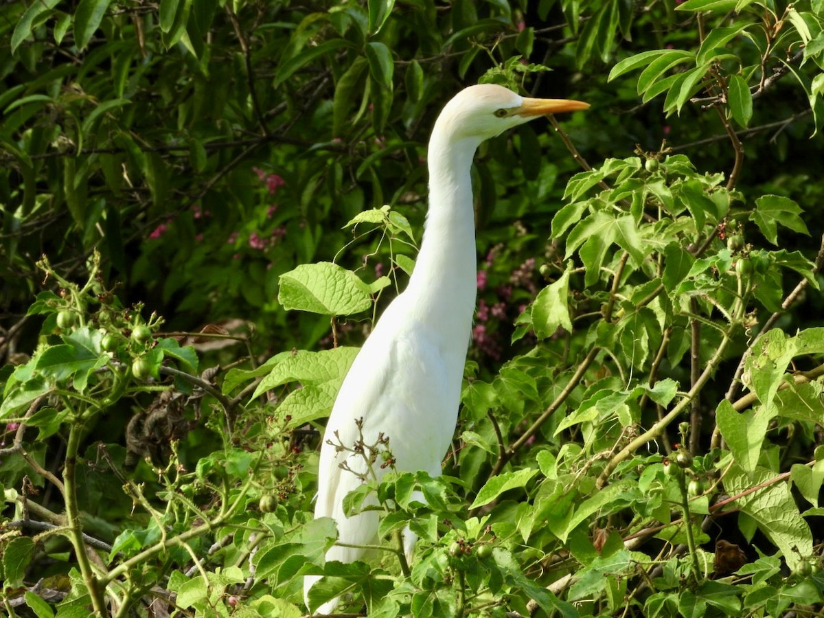 Western Cattle-Egret - ML646650497