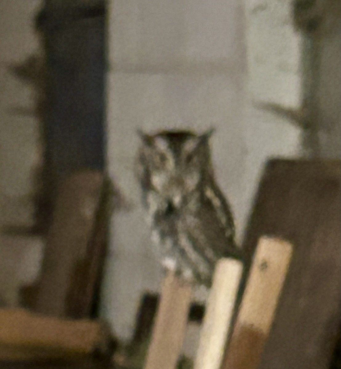 výreček americký - ML646650499