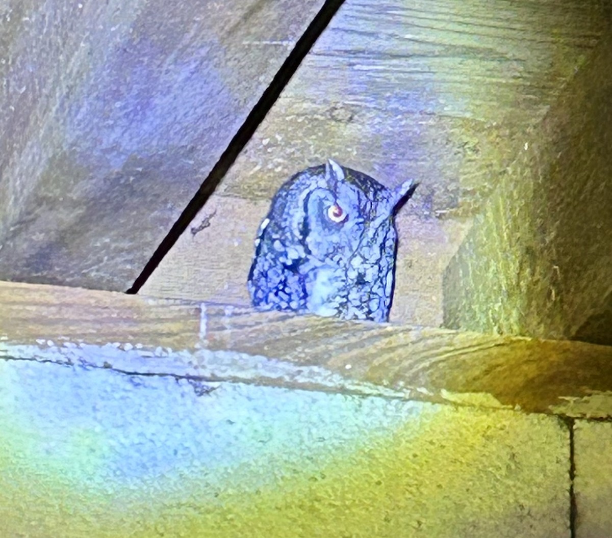 výreček americký - ML646650500