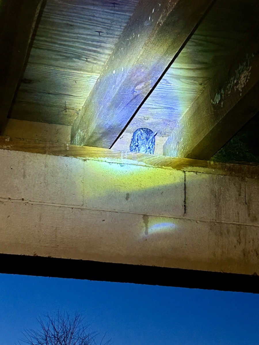 výreček americký - ML646650501